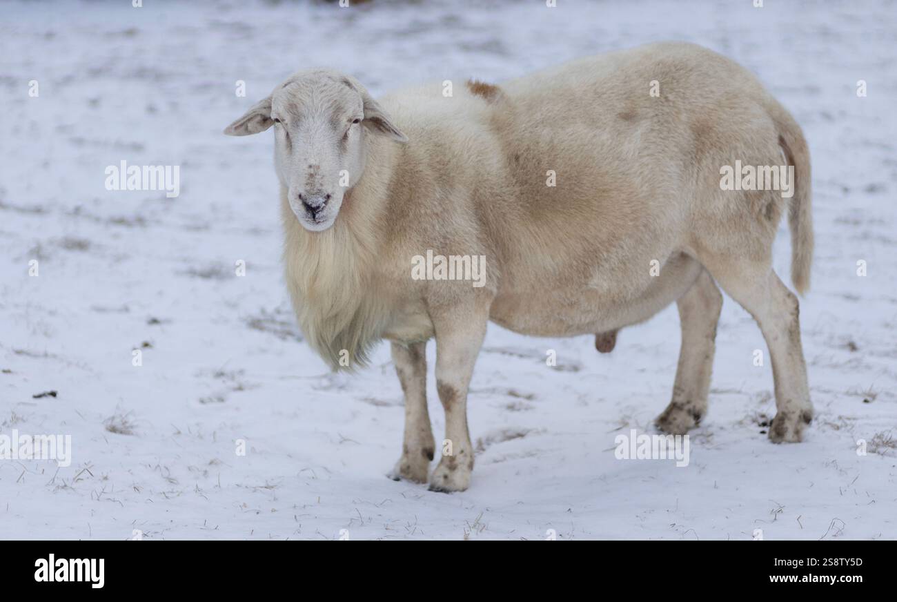 Large Katahdin sheep ram with white hair standing on a winter snow in ...