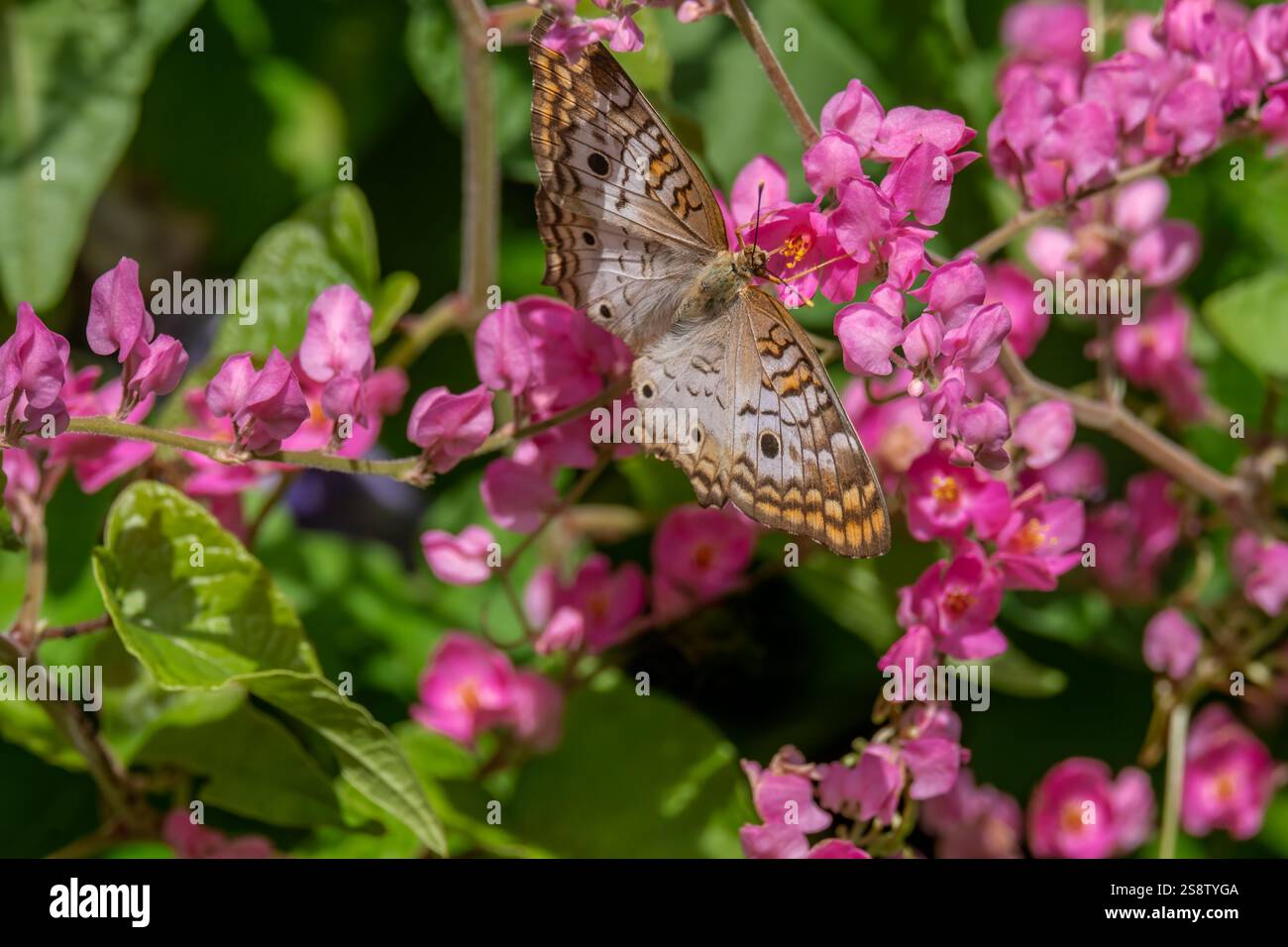 White peacock butterfly on coral vine Stock Photo - Alamy
