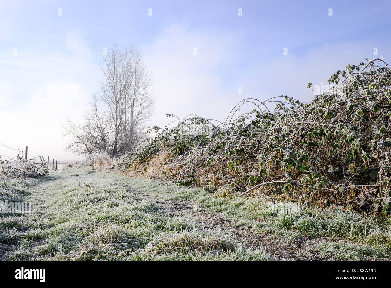 Rural country track on a foggy frosty morning in winter leading past blackberry canes Stock Photo
