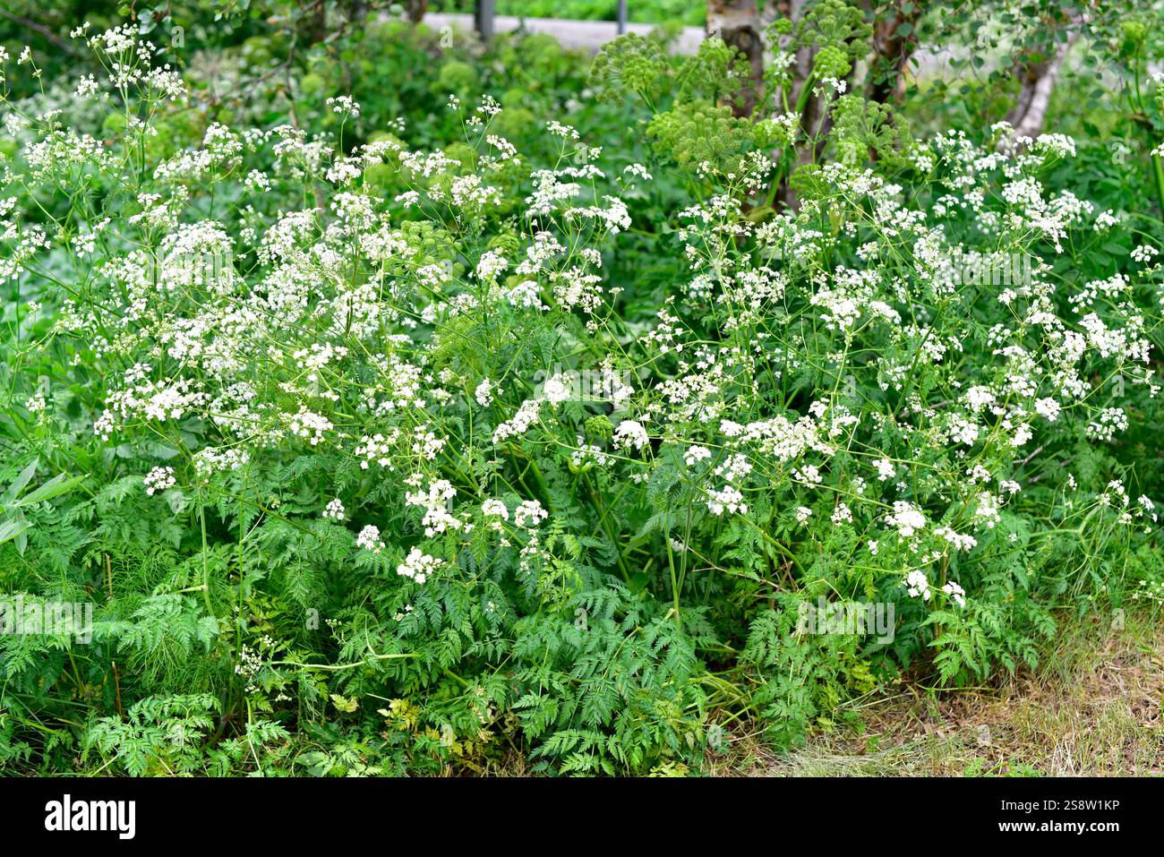 Sweet cicely (Myrrhis odorata) is an edible perennial herb native to mountains of southern and central Europe. This photo was taken in Jonasarlundur, Stock Photo