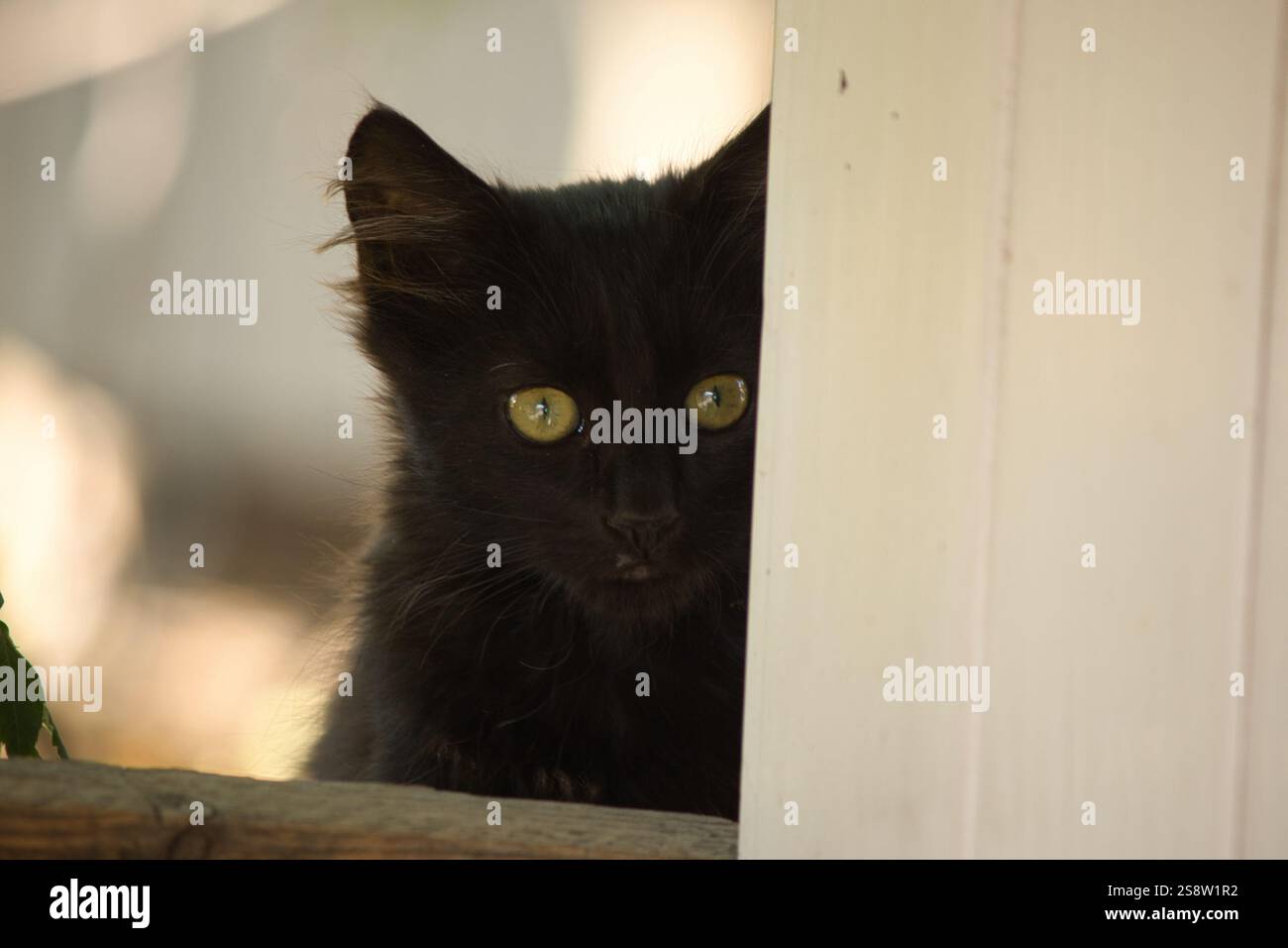 A black kitten with bright yellow eyes peeking out from behind a white ...