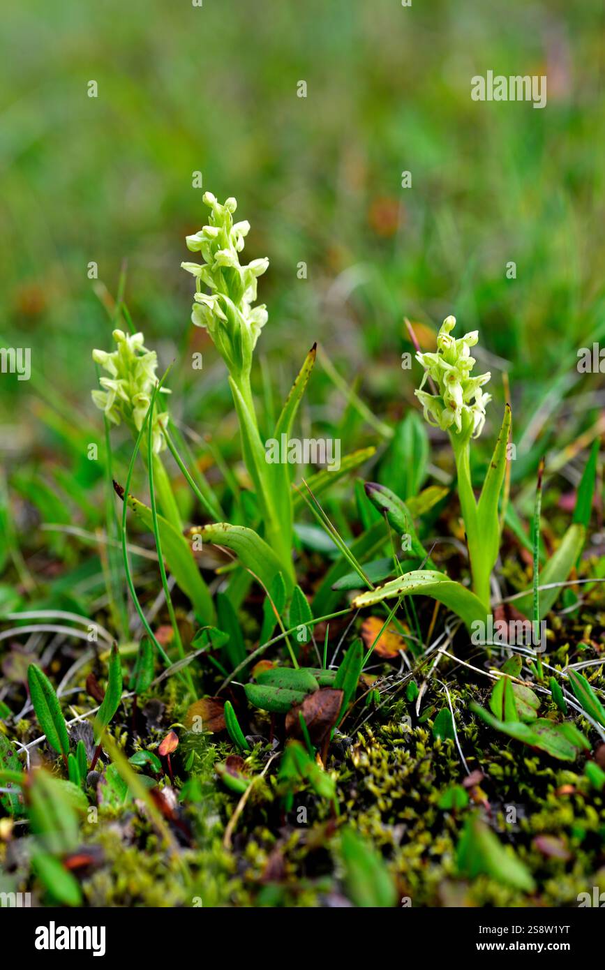 pflege für olivenbaum im topf Olea Europaea Olivenbaum – vielgrün main image 0