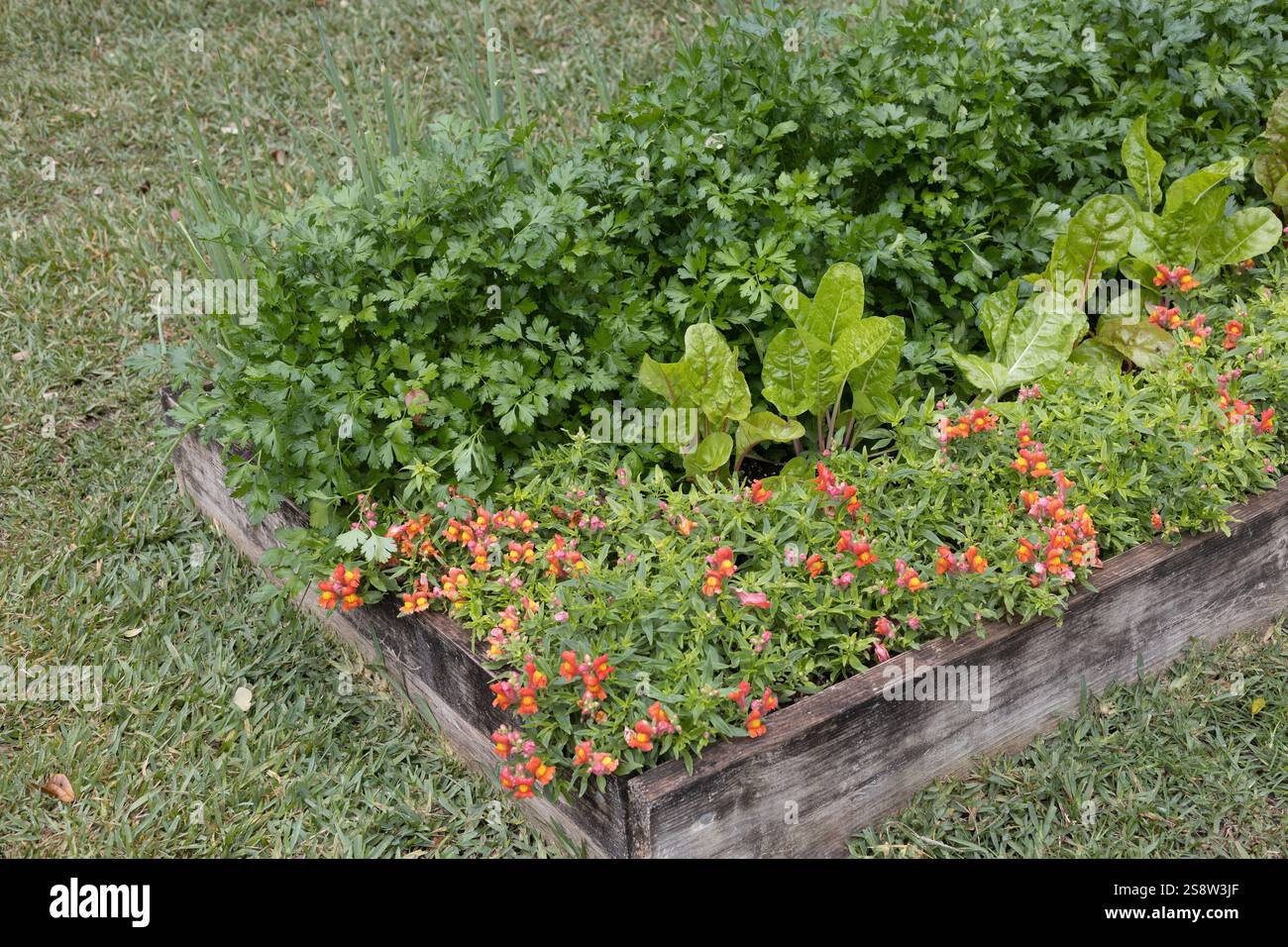 Salad greens and snapdragons growing in a raised bed garden box. Stock Photo