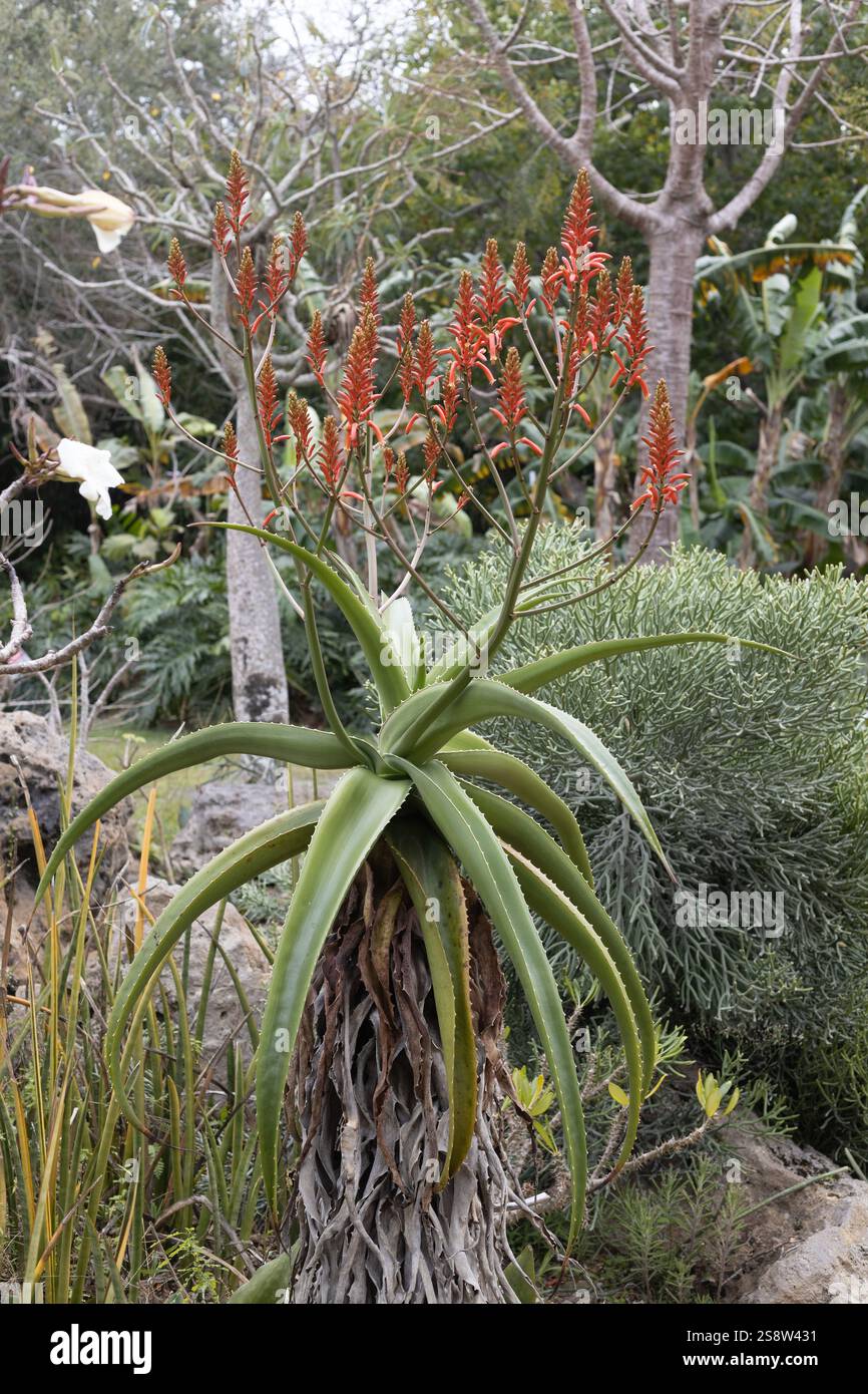 Aloe flowers in garden hi-res stock photography and images - Alamy