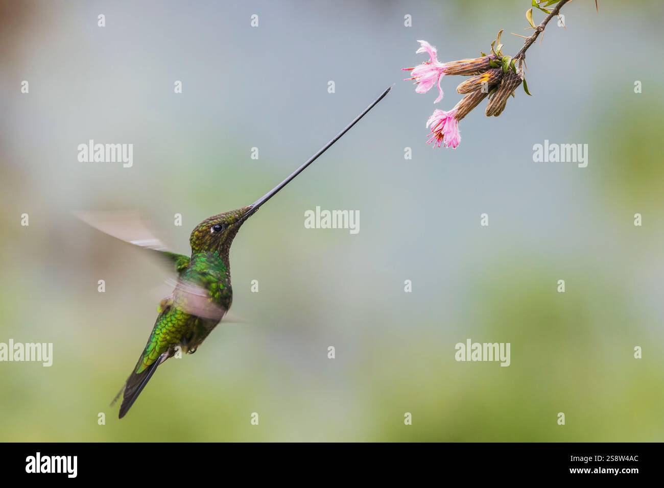 Sword-billed hummingbird flying in for a bit of nectar, cloud forest ...