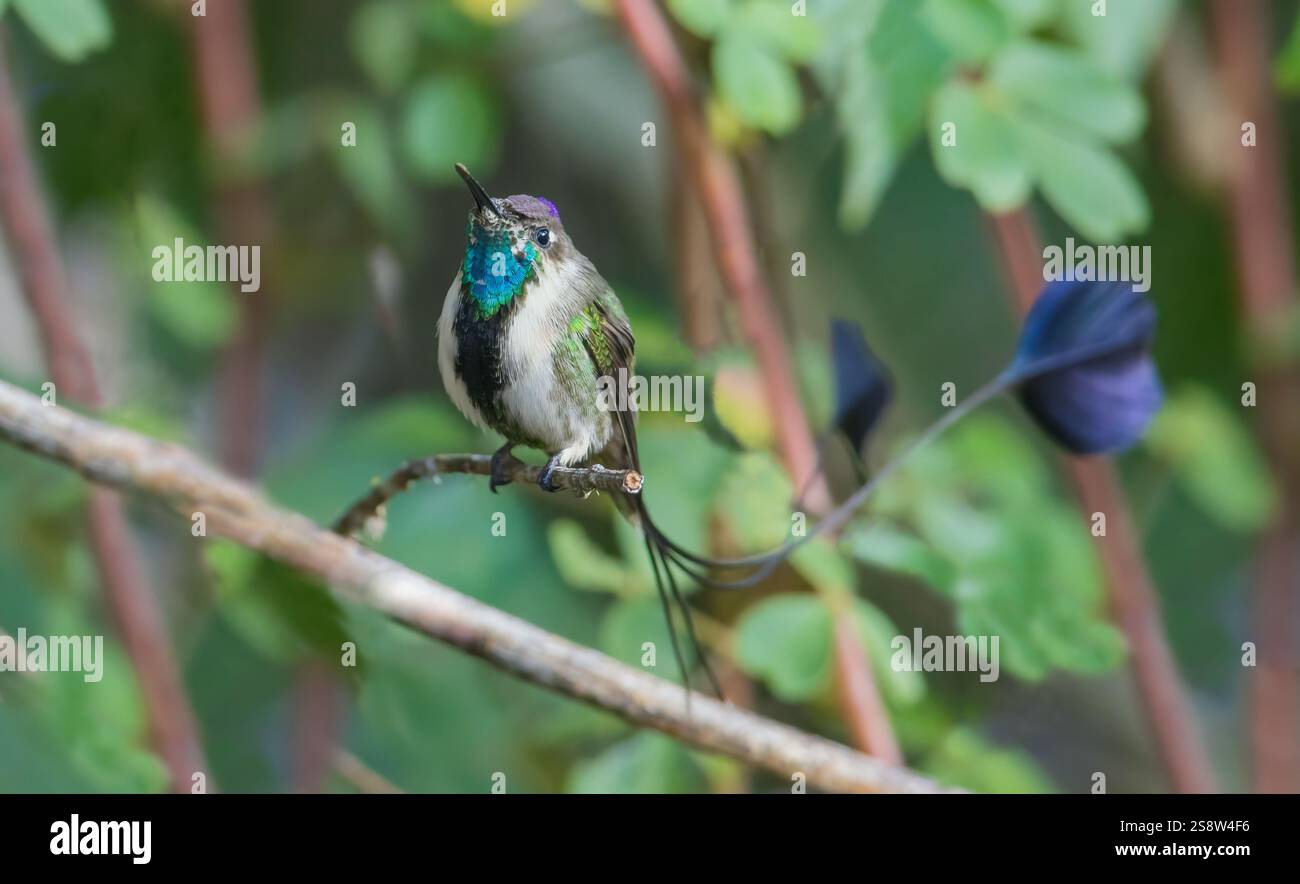 Marvelous spatulation hummingbird takes a moment to survey the ...