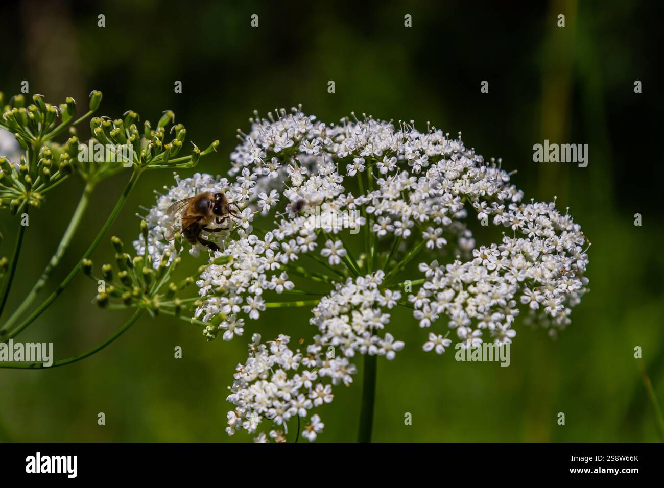white inflorescence and green leaves of Aethusa cynapium plant. Stock Photo