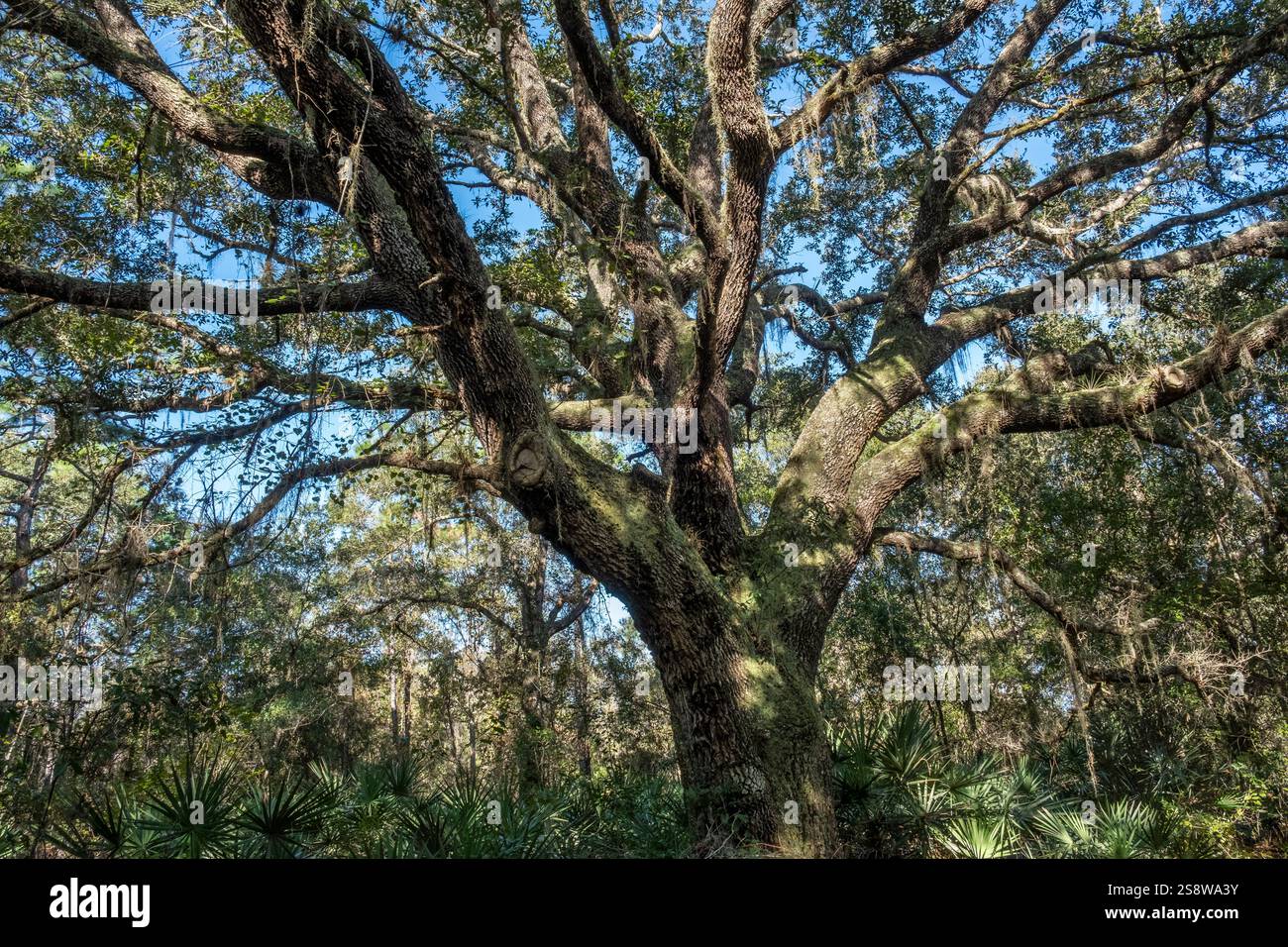 Live oak tree in Longleaf Pine Preserve, Florida Stock Photo - Alamy