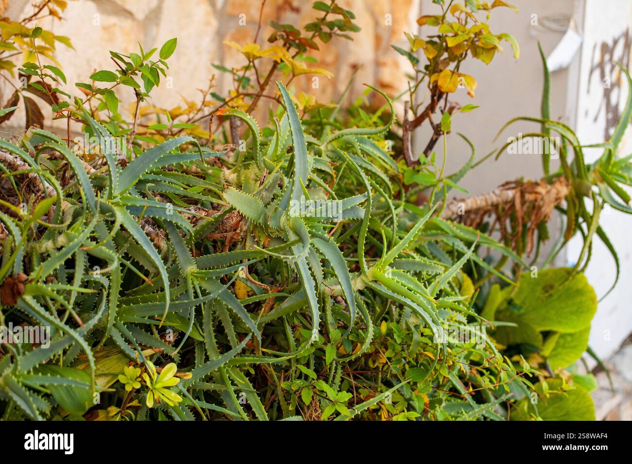 Common aloe vera plant growing near a house in Peschici, Apulia region ...