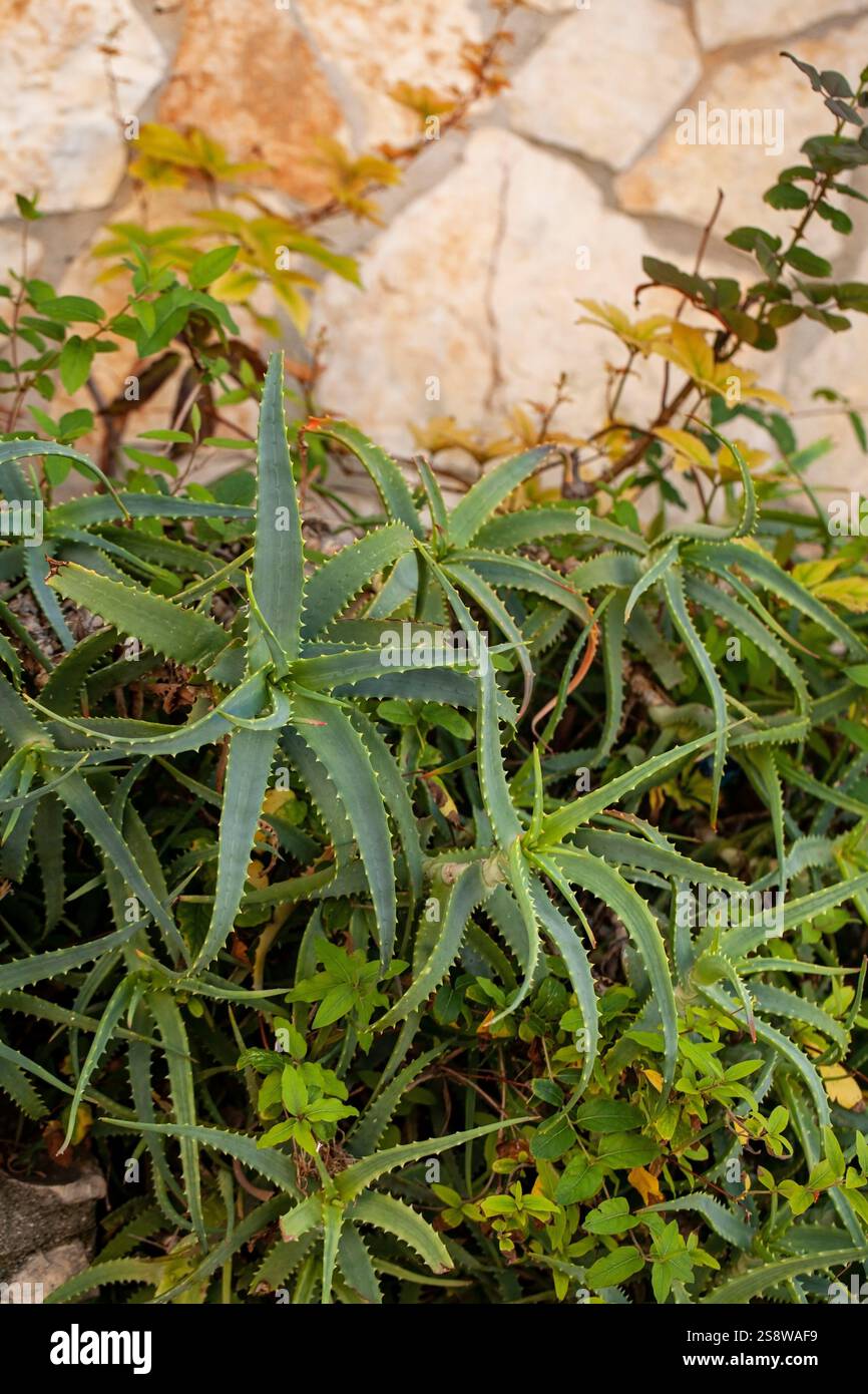 anthurium regale care Anthurium regale