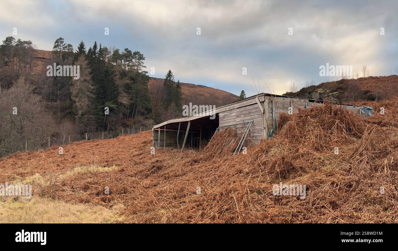 Abandoned old cow barn in the Scottish Highlands. Perthshire, Scotland. Rolling countryside and hills in the background. Autumn colours. Old - Smartphone Captured Stock Image