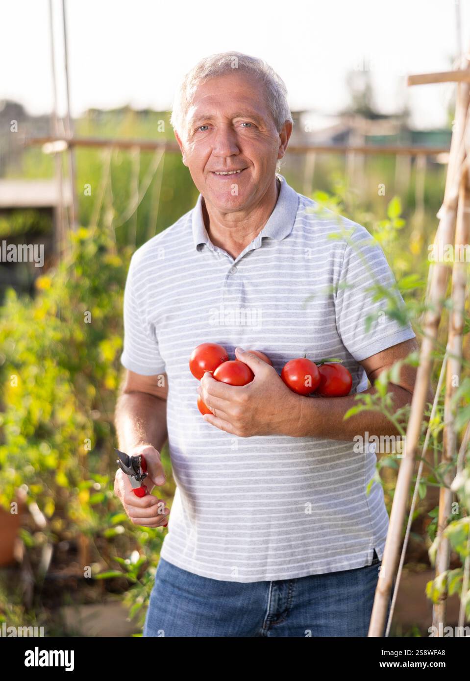 Elderly man posing with tomatoes in garden Stock Photo - Alamy
