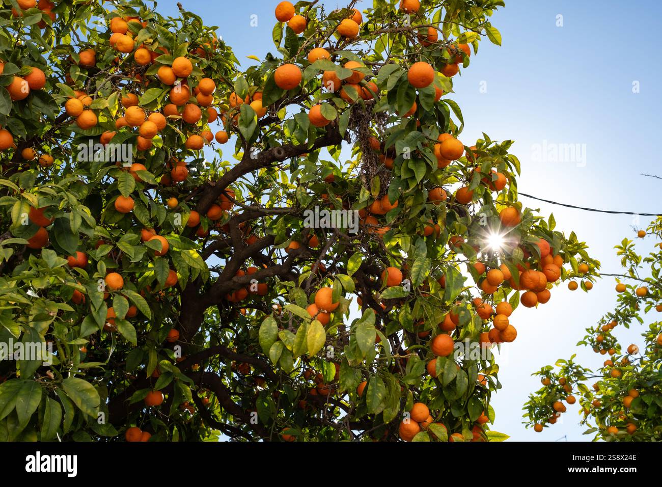 Orange trees, Marbella, Spain: Plaza de los Naranjos (orange tree ...