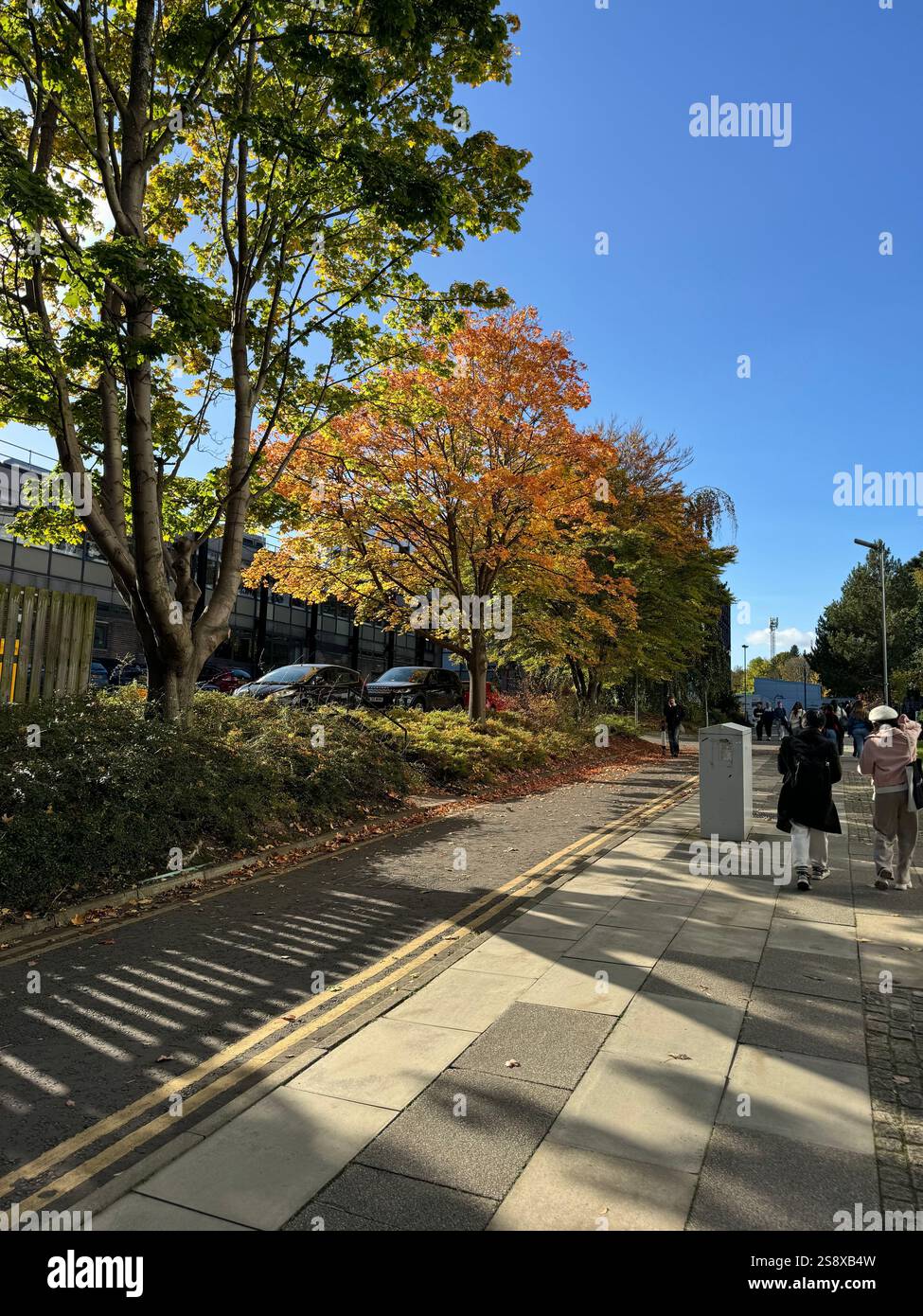 Bright orange and yellow autumn foliage on mature trees in a residential area of Edinburgh during the peak of fall. - Smartphone Captured Stock Image