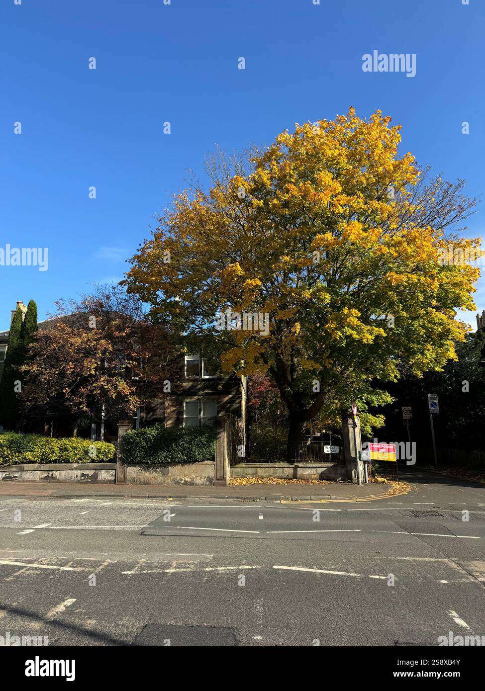 Bright orange and yellow autumn foliage on mature trees in a residential area of Edinburgh during the peak of fall. - Smartphone Captured Stock Image