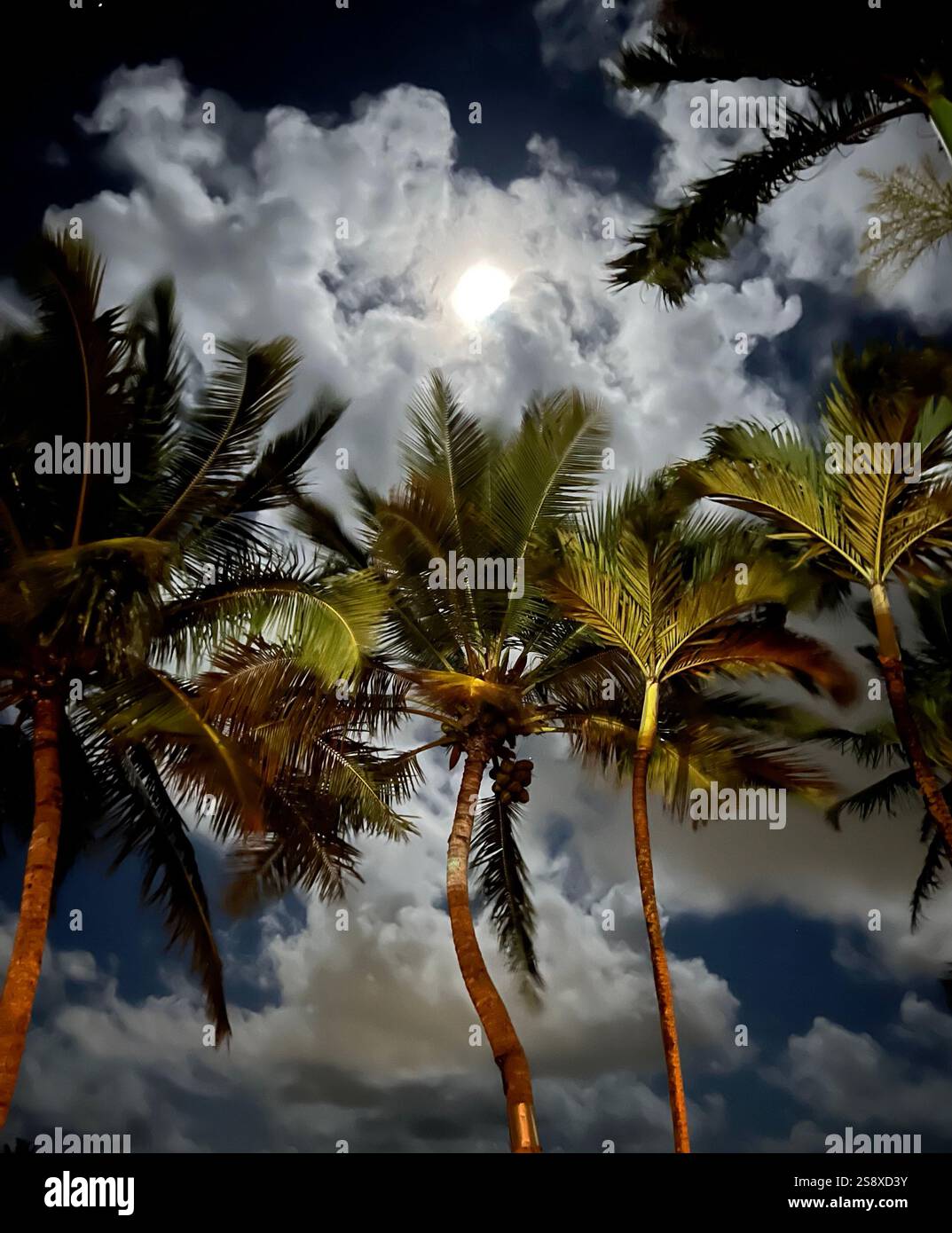 Moonlight with Palms - Smartphone Captured Stock Image