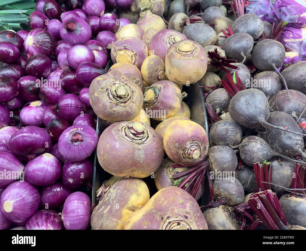 A vibrant display of hard, purple vegetables (red onion, swedes and beetroot) in a supermarket produce chiller - Smartphone Captured Stock Image