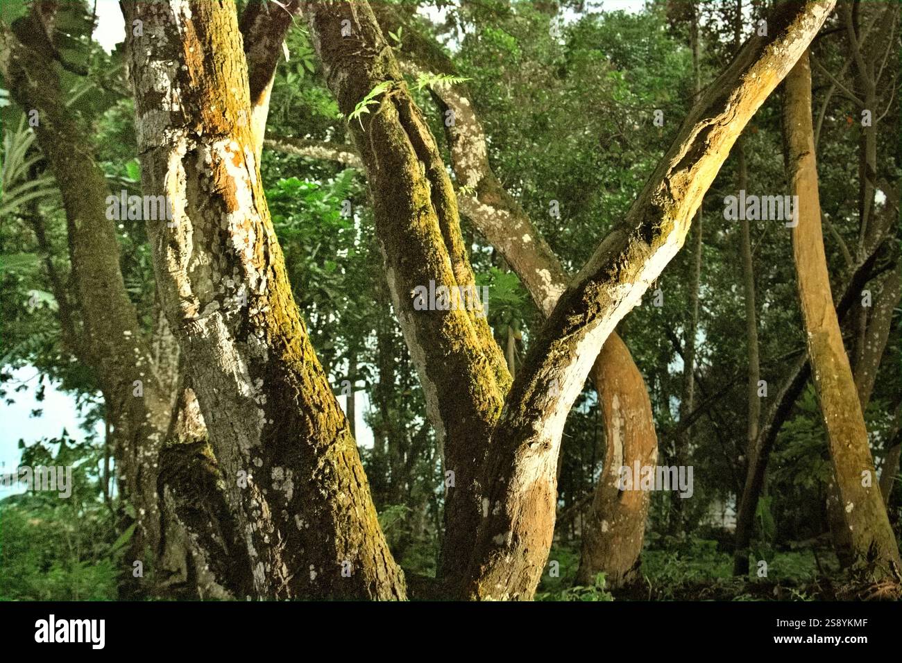 Quinine tree hi-res stock photography and images - Alamy