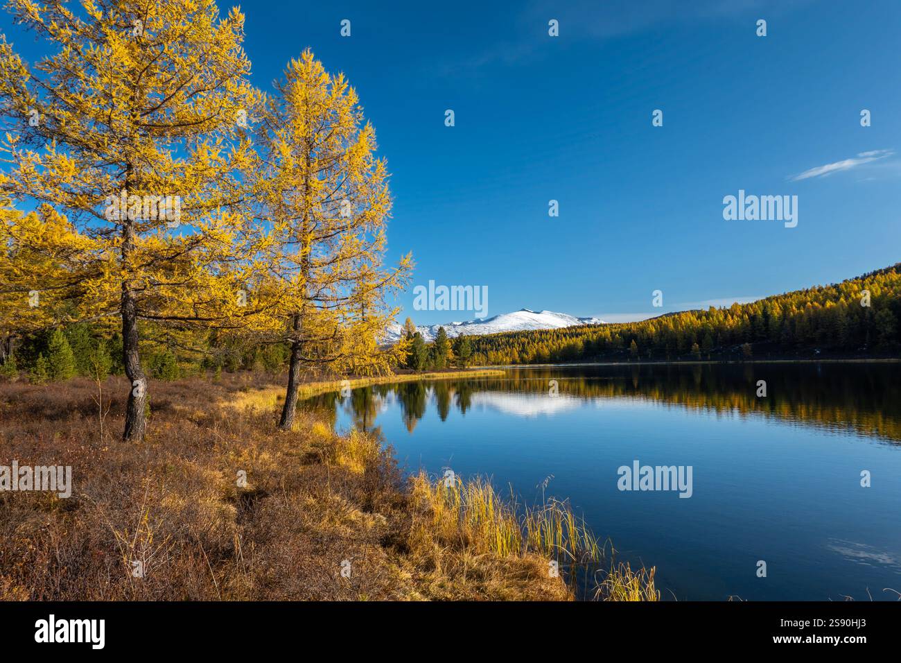 Serene mountain landscape featuring golden autumn trees reflecting on a ...