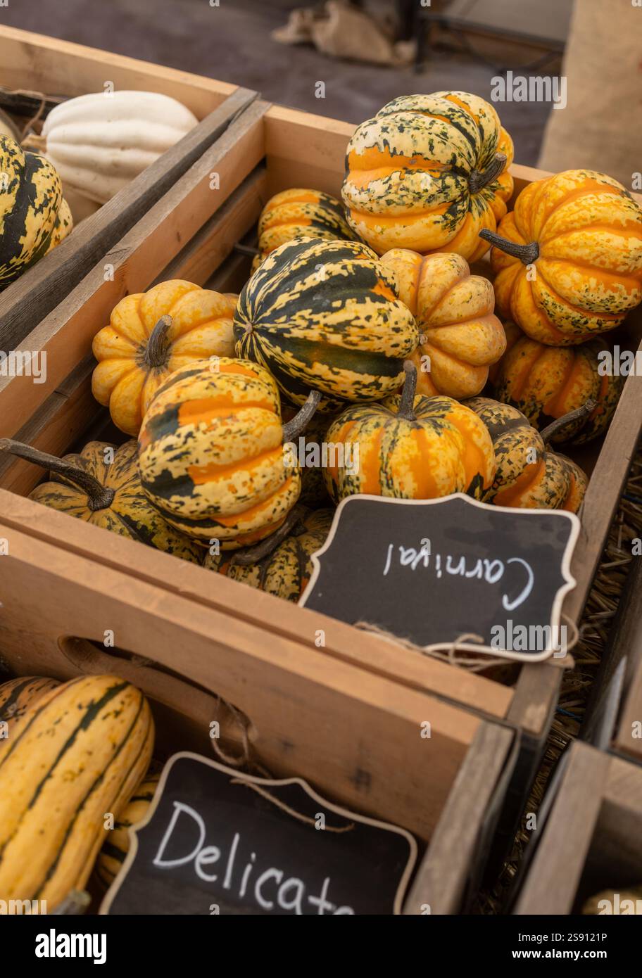 Wooden crates filled with vibrant Carnival and Delicata squash Stock Photo