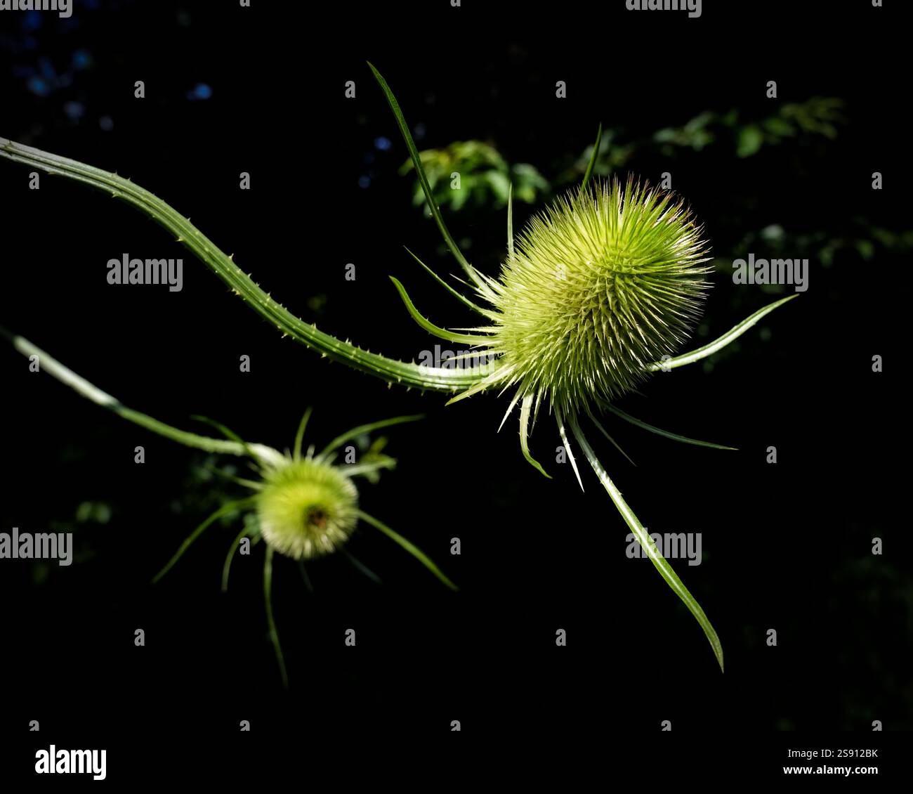 Thistle Dipsacus fullonum Stock Photo
