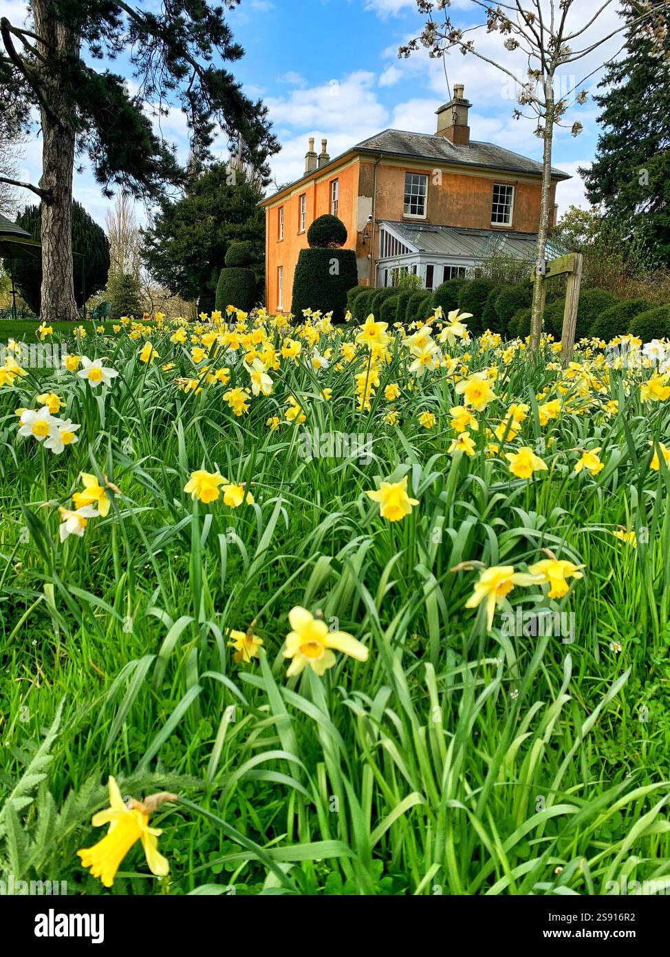 Spring flowing Daffodils at Langar Hall in The Vale of Belvoir, Nottinghamshire, England. - Smartphone Captured Stock Image