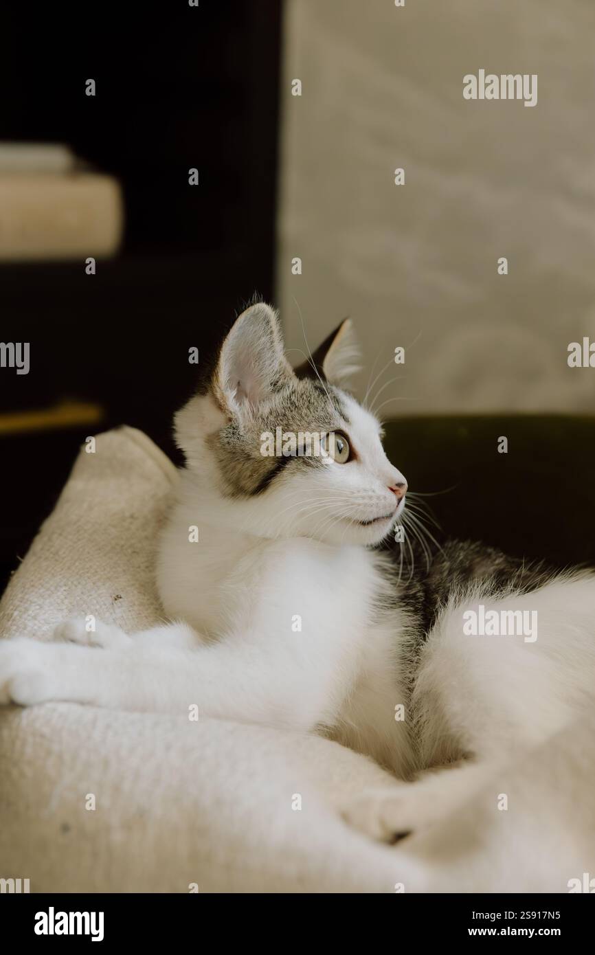 White Tabby Kitten on Neutral Pillow Stock Photo