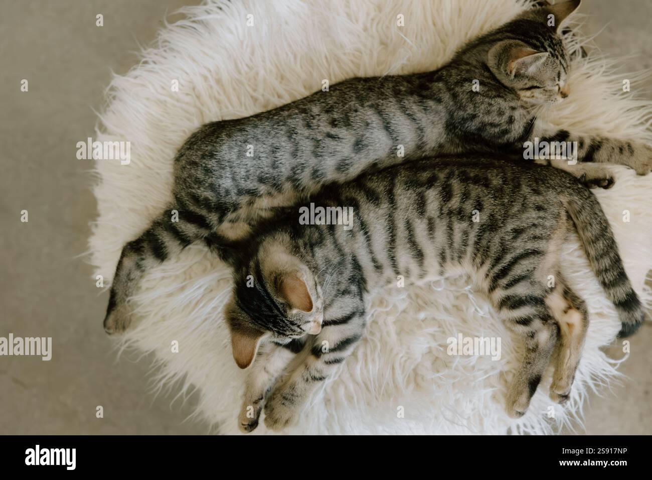 Two tabby kittens hi-res stock photography and images - Alamy