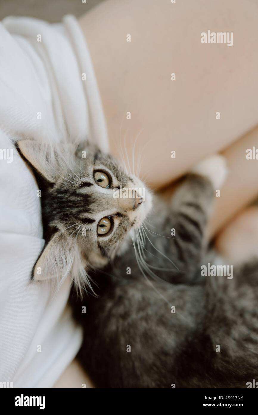 Kitten curled up in lap Stock Photo