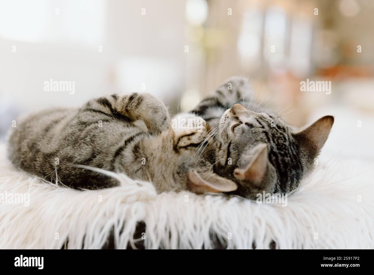 Two tabby kittens close together Stock Photo