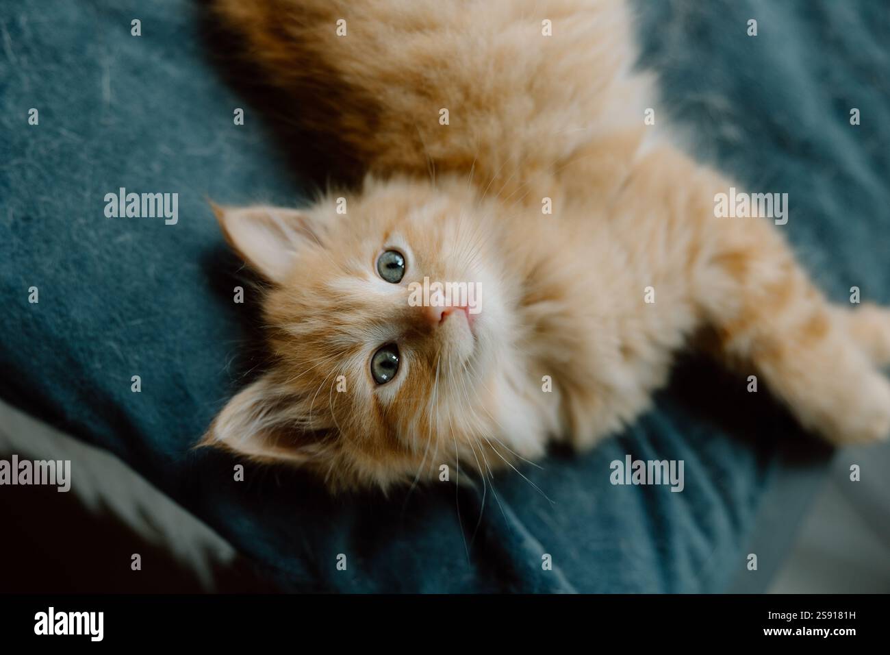Fluffy long hair ginger kitten Stock Photo - Alamy
