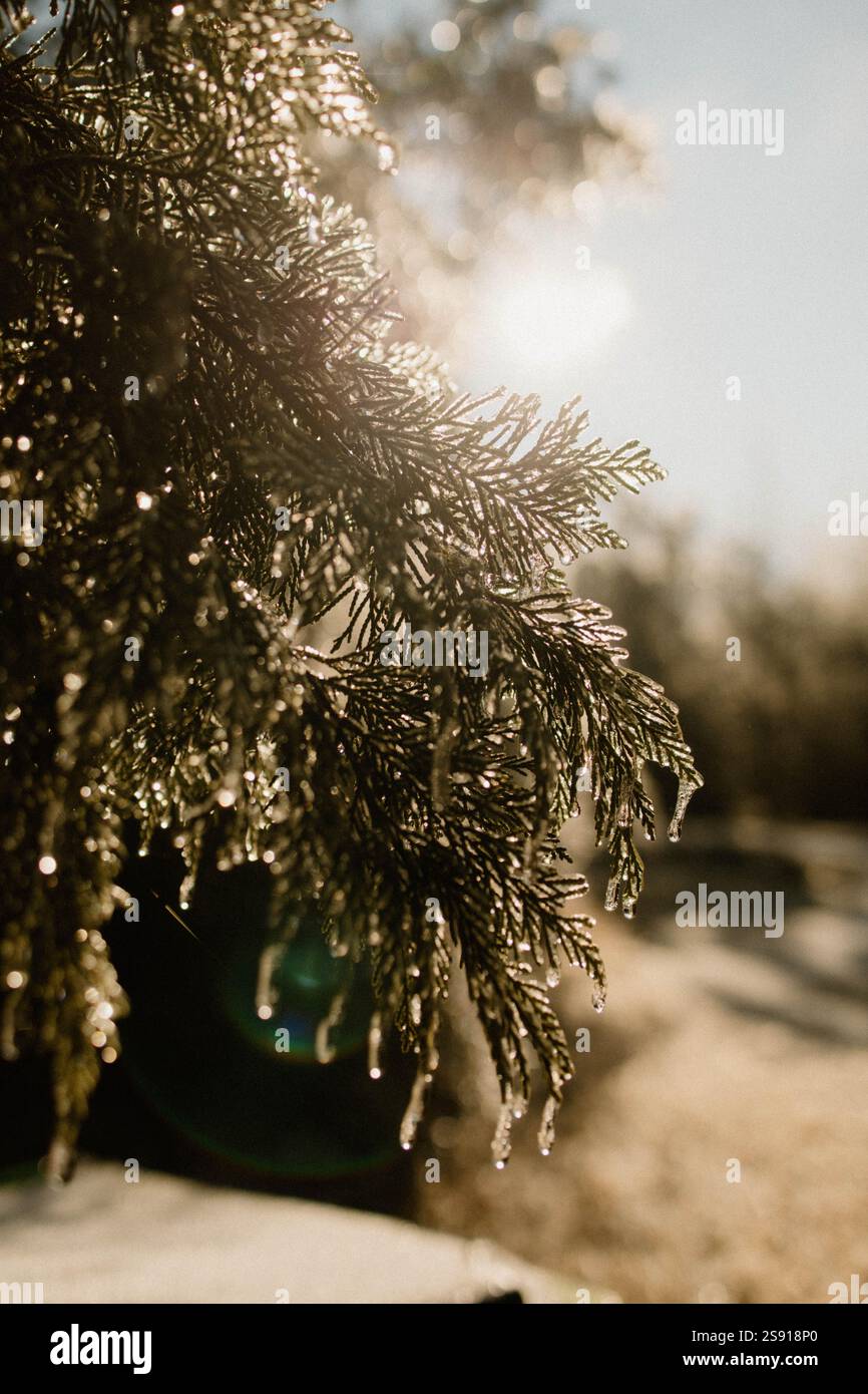 Close up pine branch texture hi-res stock photography and images - Alamy