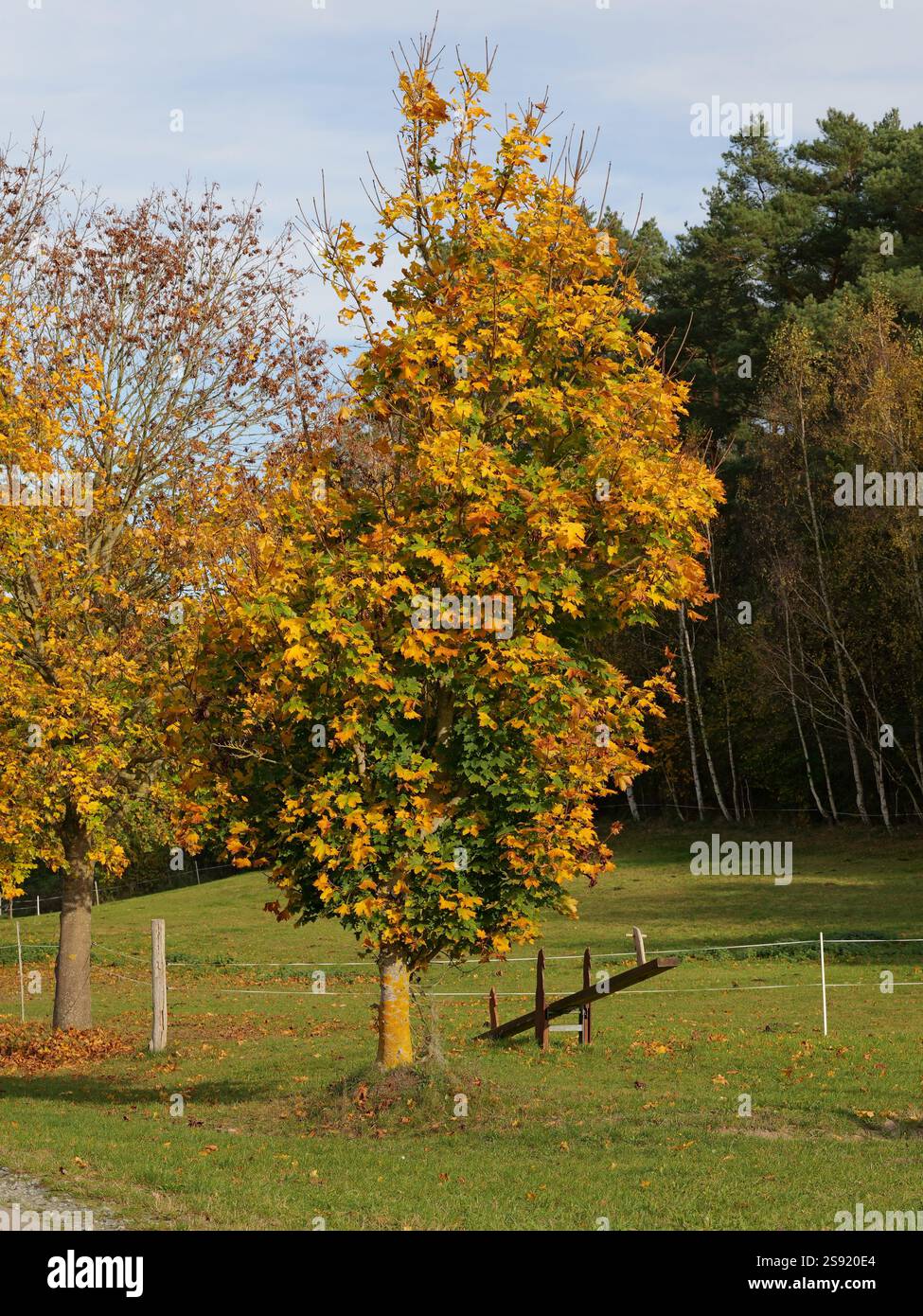 wooden seesaw adorned with horse heads. A sturdy wooden seesaw adorned with horse heads stands on a green meadow next to a riding arena. Stock Photo