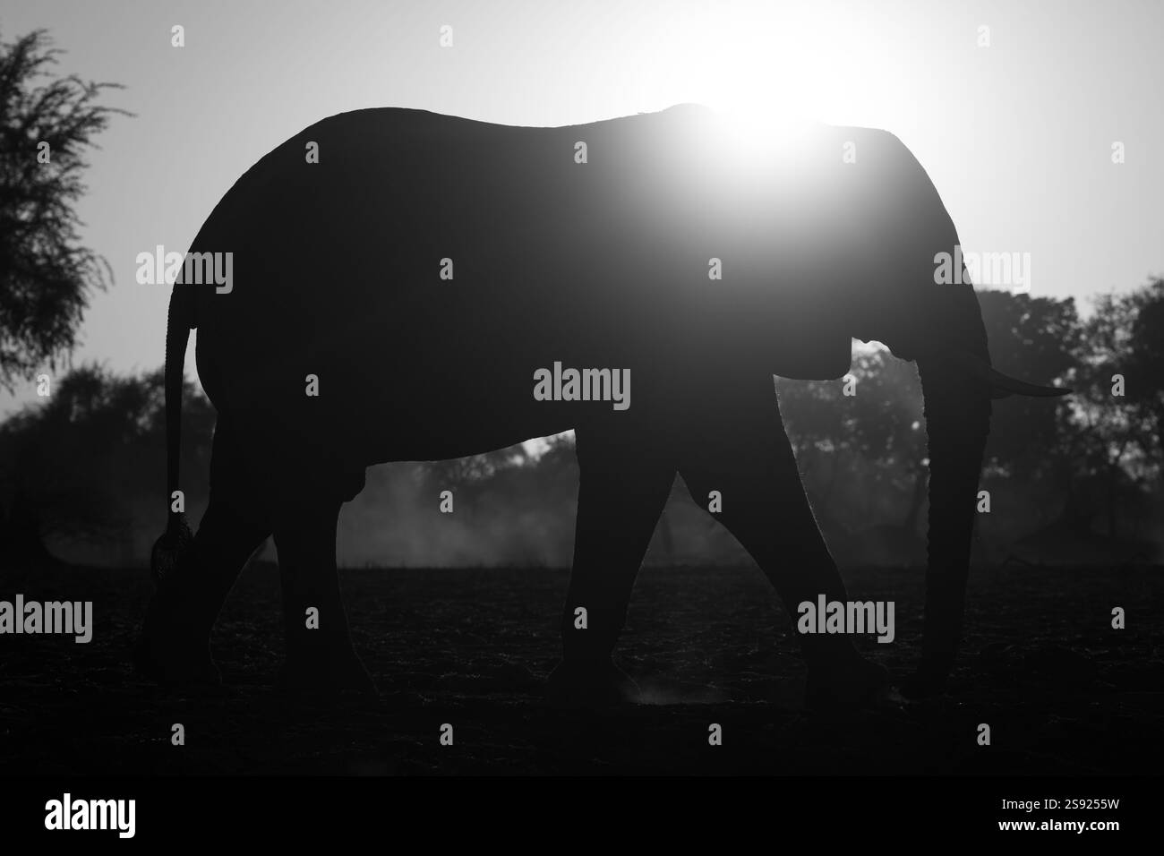 Mono African elephant passes camera at sunrise Stock Photo - Alamy