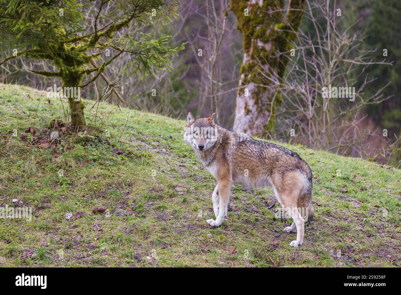 Wolf Injuries A severely injured female eurasian gray wolf (Canis lupus lupus) limps ...