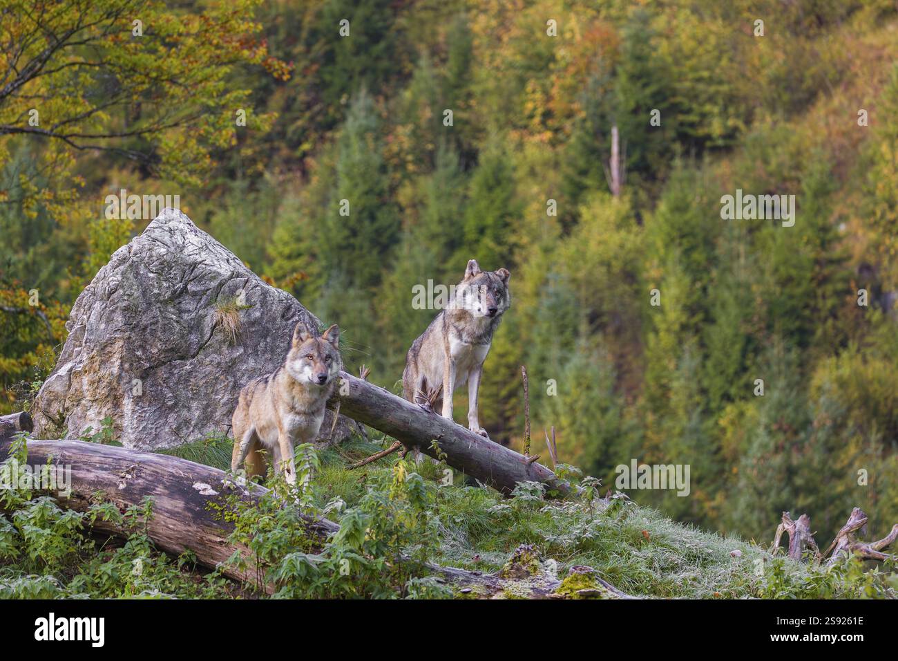 Two gray wolves (Canis lupus lupus) stand on a lying tree trunk in ...
