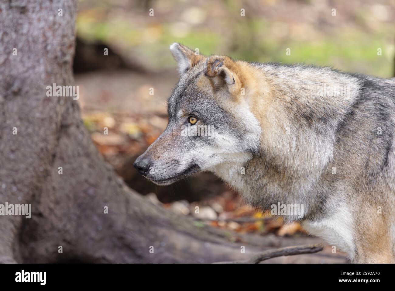 Portrait of a male grey wolf (Canis lupus lupus Stock Photo - Alamy