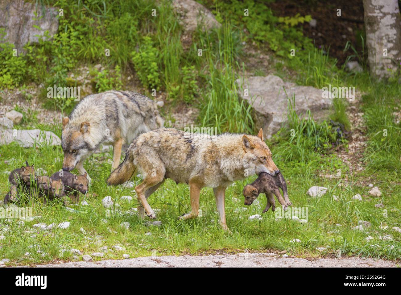 Gray Wolves Alpha Two eurasian gray wolves (Canis lupus lupus), the alpha couple, stand ...