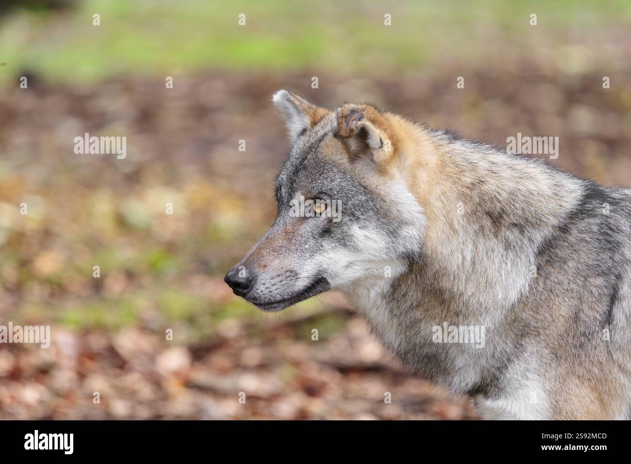 Portrait of a male grey wolf (Canis lupus lupus Stock Photo - Alamy