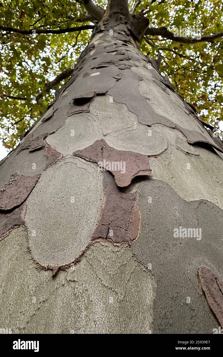 Rinde laubbaum hi-res stock photography and images - Alamy, image size:866x1390