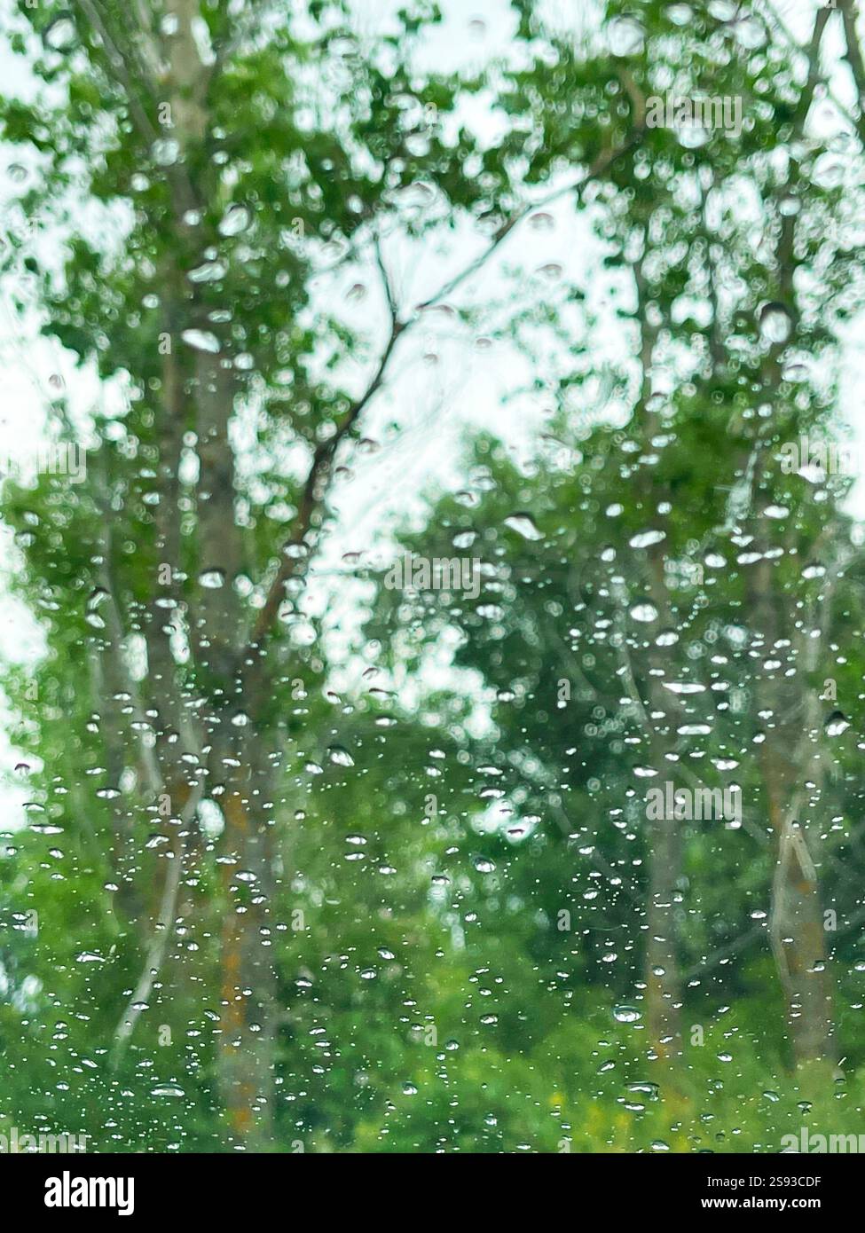 Trees vewed trough a wet glass. - Smartphone Captured Stock Image