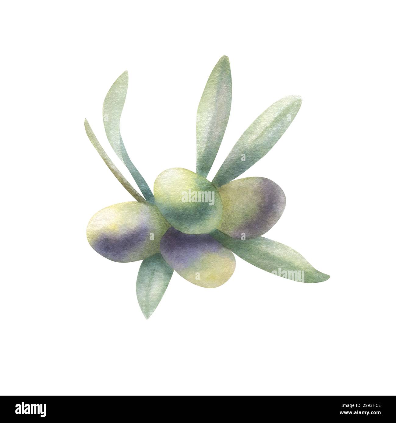 Olive branch with leaves and fruits in realistic style. Hand drawn ...