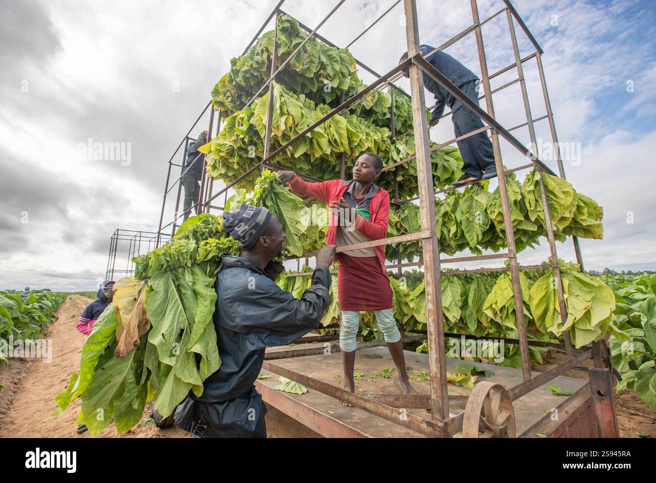 diseases of tobacco plant Tobacco plant disease hi-res stock photography and images