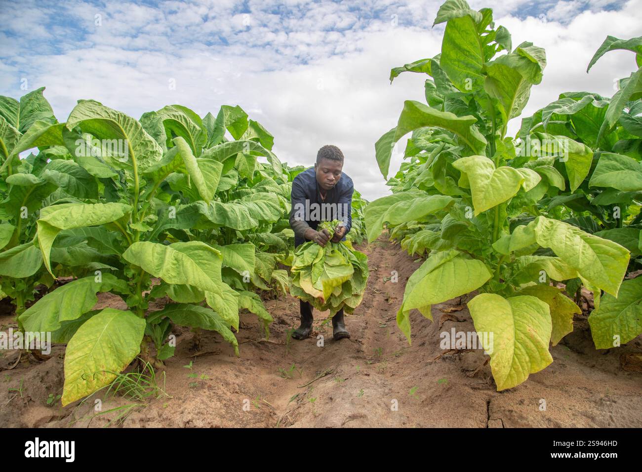 tobacco vanille alternative Best Tobacco Vanille Clone 2023: Top 6 Dupes - Gourmet Vanilla Beans Supplier & Exporter tobacco vanille alternative Best Tobacco Vanille Clone 2023: Top 6 Dupes - Gourmet Vanilla Beans Supplier & Exporter