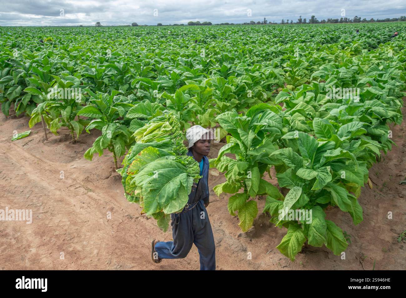 largest tobacco producers Tobacco harvest in Zimbabwe A worker harvests tobacco leaves at Herne Farm  in Beatrice, Zimbabwe on January 24, 2025. Zimbabwe is Africa s largest  tobacco producer which generated a record 1.2 billion