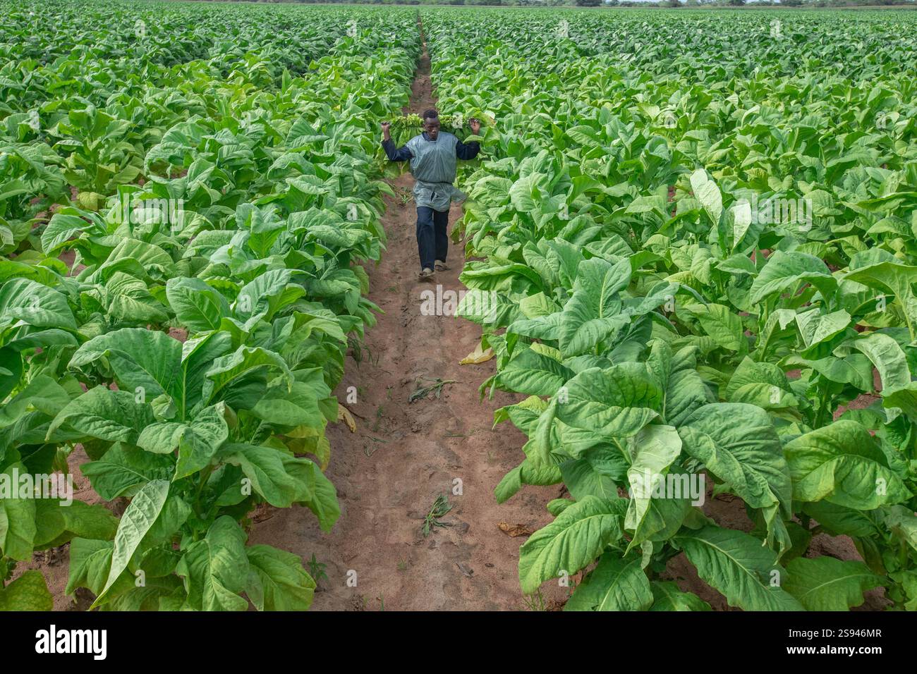 british american tobacco dividende Aktueller Kauf: British American Tobacco – Jung in Rente