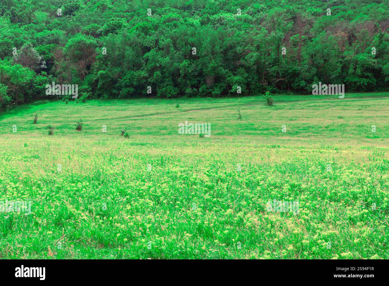 Serene forest meadow wildflowers hi-res stock photography and images ...