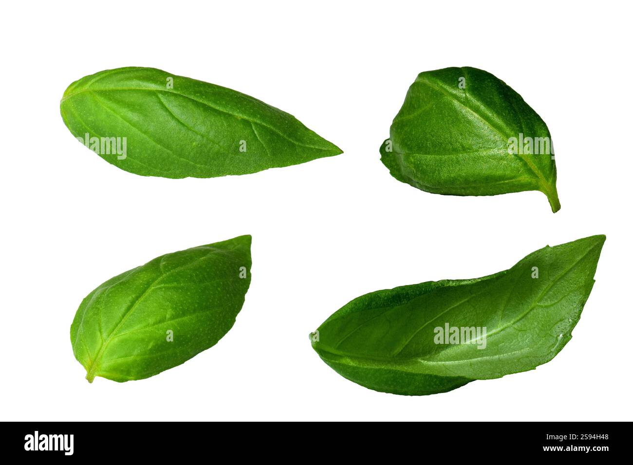 Green basil leaves isolated on white background Stock Photo