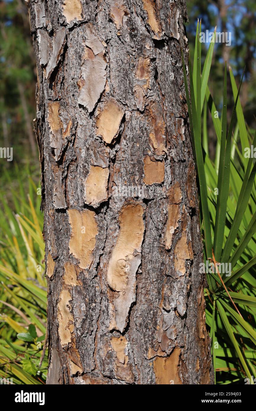 Rough tree bark closeup vertical nature background Stock Photo