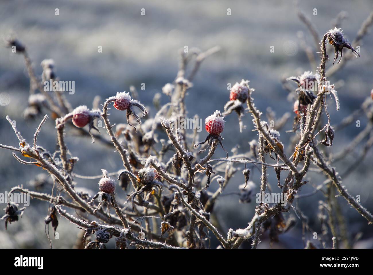 Rose hips with hoar frost glowing red in the winter world Stock Photo ...